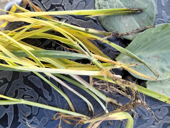 السلام عليكم ورحمة الله وبركاته ممكن تشخيص للأعراض وعلاجها